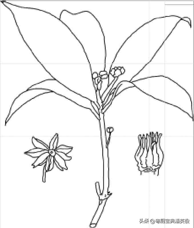 香料知识：八角因形状而得名，原称舶茴香，菜肴及卤味增香的法宝