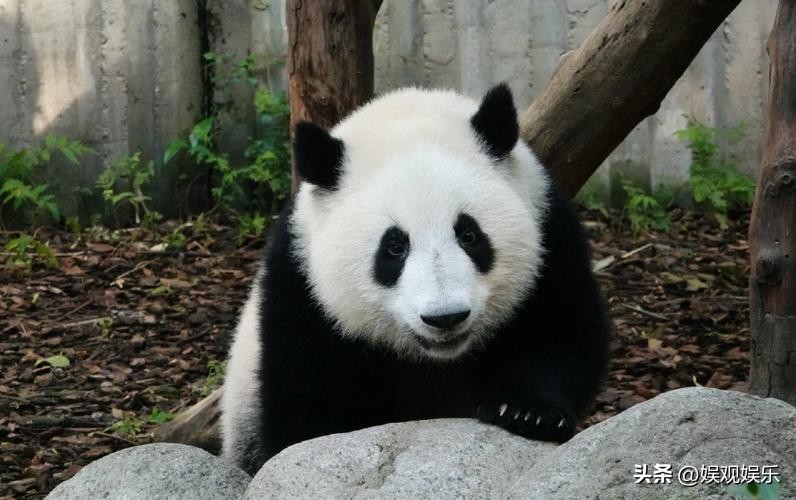 熊猫天团四喜丸子,熊猫四喜丸子和韭菜花叶