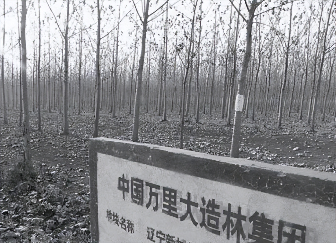 182万买手机靓号，诈骗13亿入狱，万里大造林的*相贵陈**又东山再起