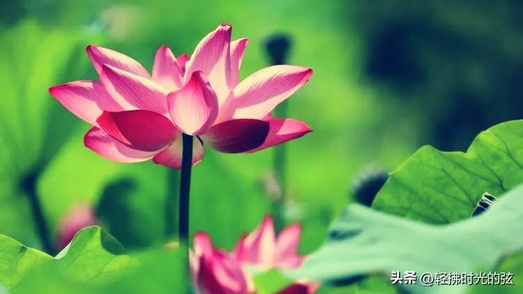唐诗中最美的一首荷花诗,关于荷花的唯美诗句古诗