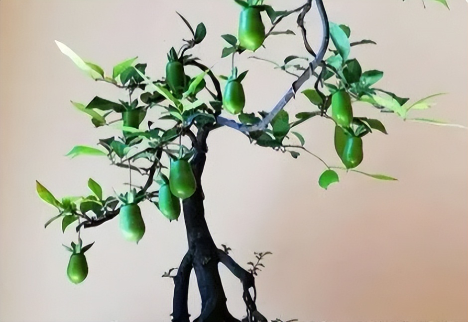 金弹子分公母，公有果母无果？5条解析告诉你