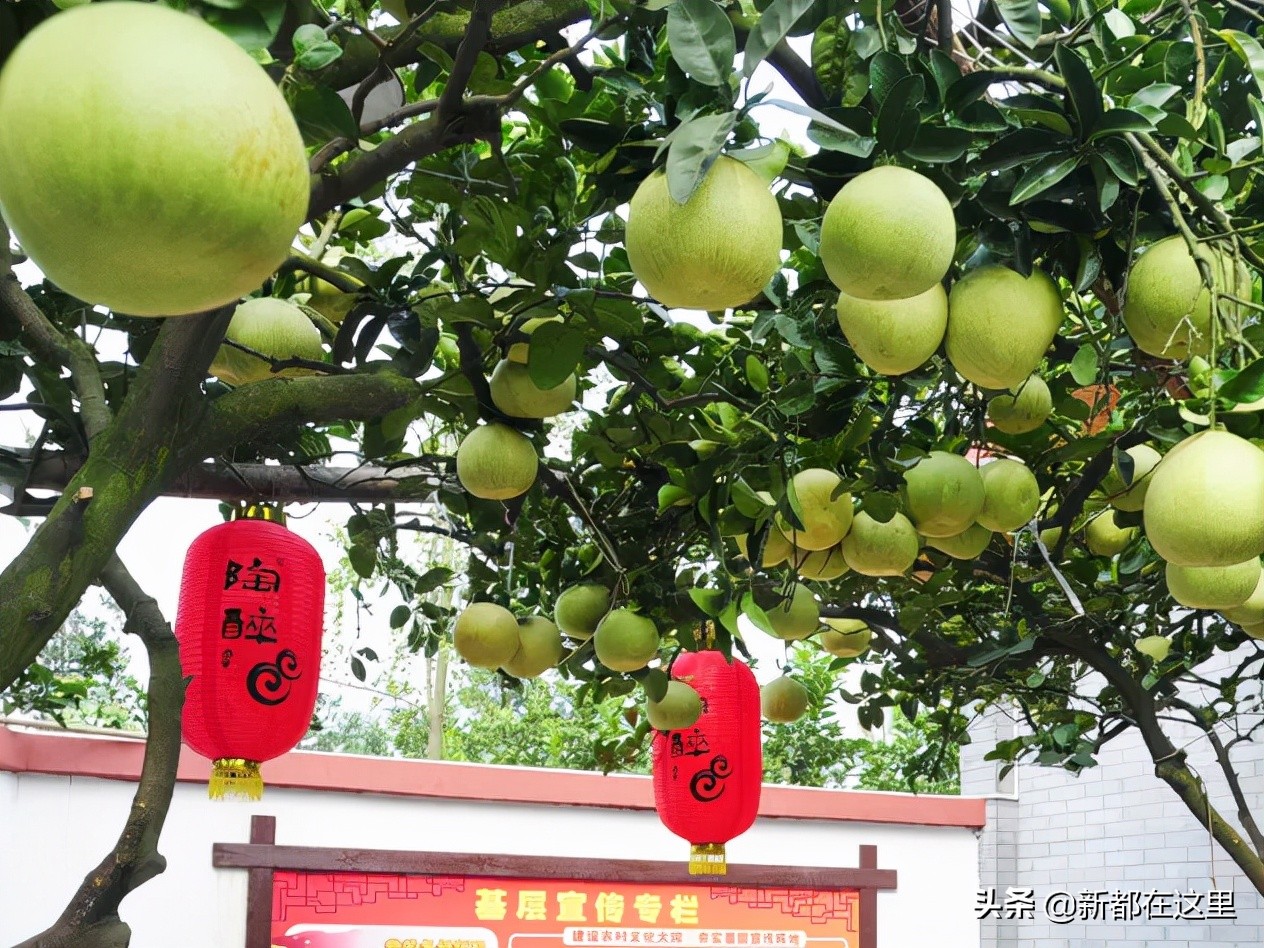 邂逅香城，在新都必做的50件小事~