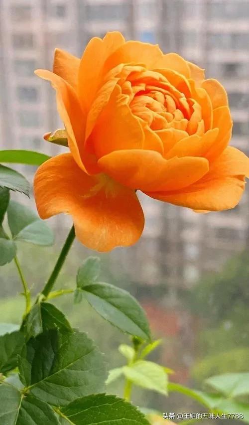 睡觉前躺着玩手机危害有多大,孕妈玩手机对孩子的危害