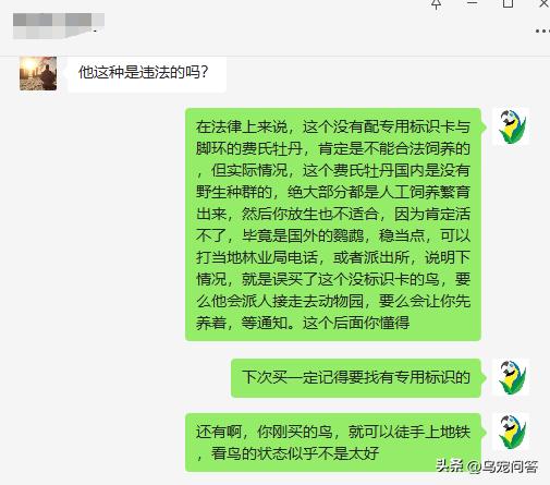 没办证的鹦鹉怎么处理呢,没有标识的鹦鹉会被没收吗
