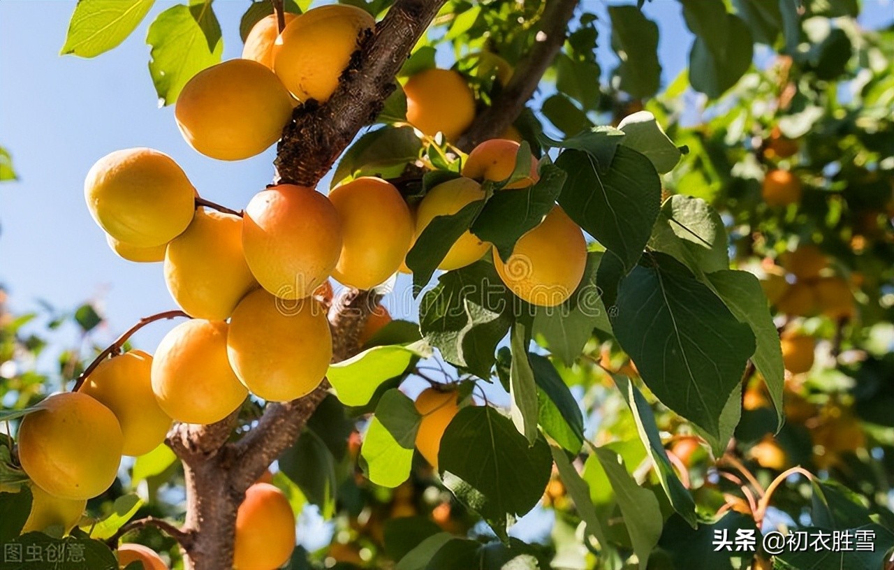 夏日田园风光的诗100首,初夏田园风光的诗句