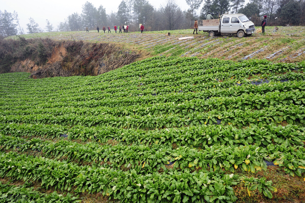 农村土地流转农户不同意怎么办,农村土地流转有不同意的人怎么办