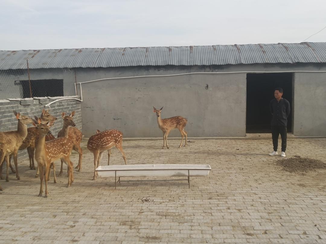 古塔街道：特种养殖致富有“鹿”