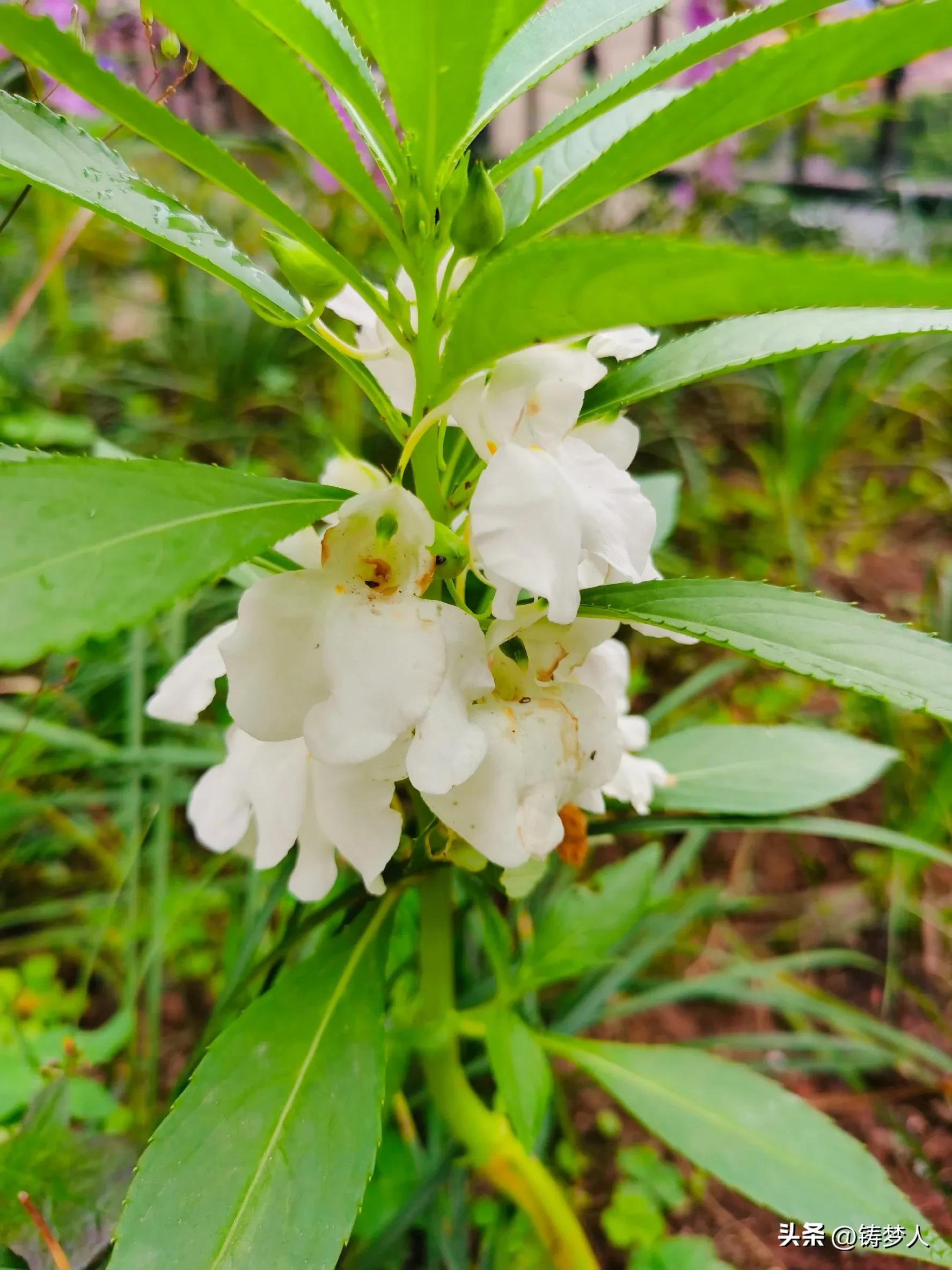 没有涂指甲油的指甲怎么涂指甲花,指甲花怎么弄颜色好看手还干净