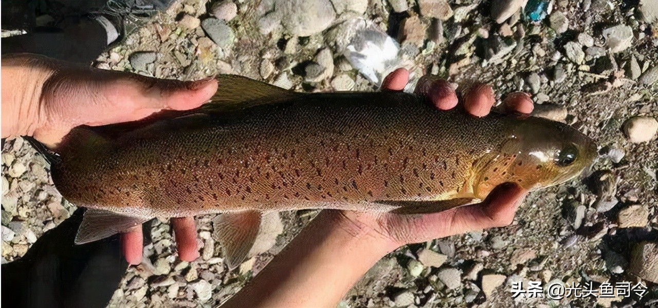 钓鱼钓到保护鱼种放了违法吗,钓鱼犯法的鱼类有哪些种类