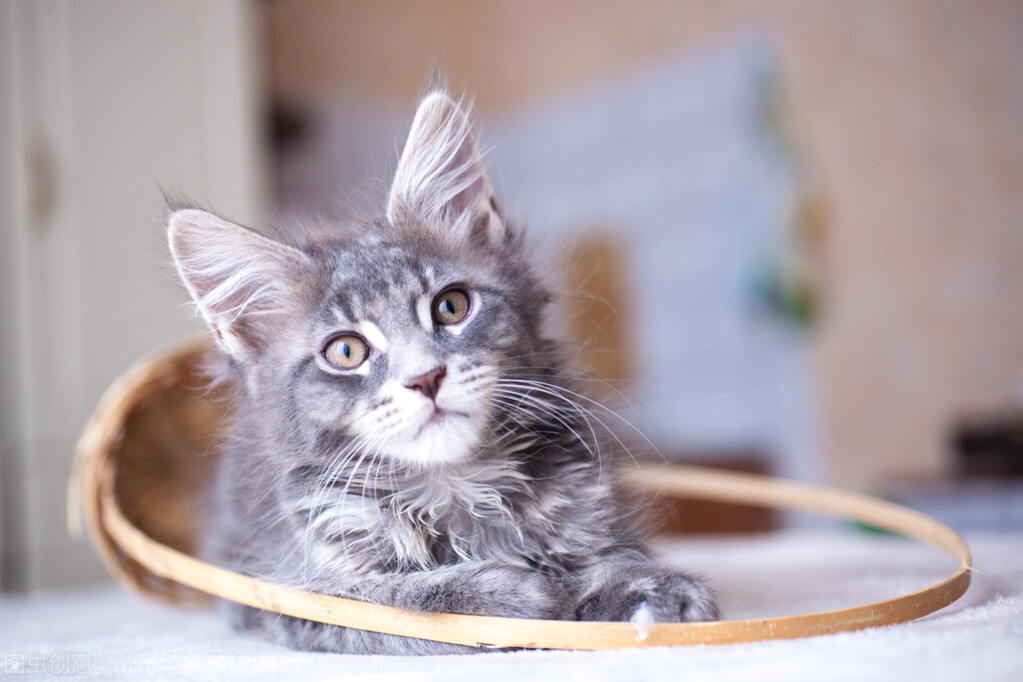 猫咪不吃不喝没精神呕吐但不拉稀,猫咪拉稀呕吐食欲不振但是精神好