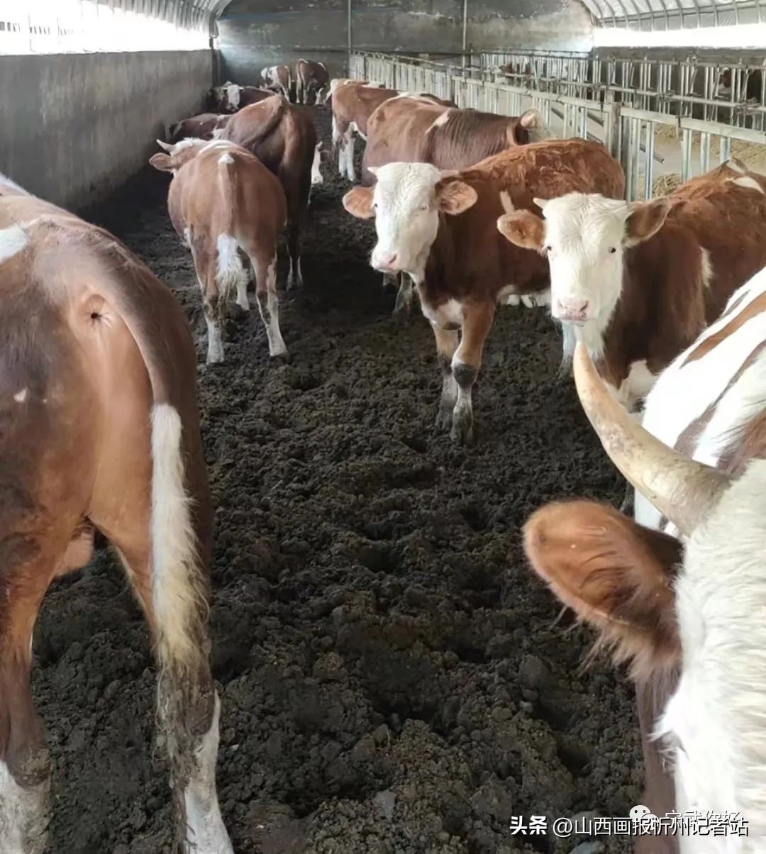 比担当晒亮点|宁武县涔山乡壮大村集体经济项目情况简介