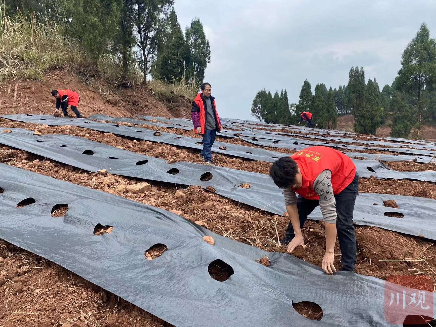 内江市东兴区天冬种植在哪个地方,内江创新产业园