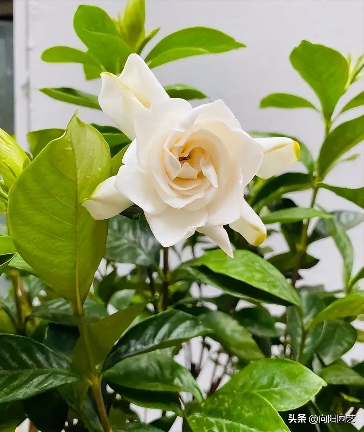 养茉莉，山茶，栀子，用沙土养，白醋水浇灌，更容易开花