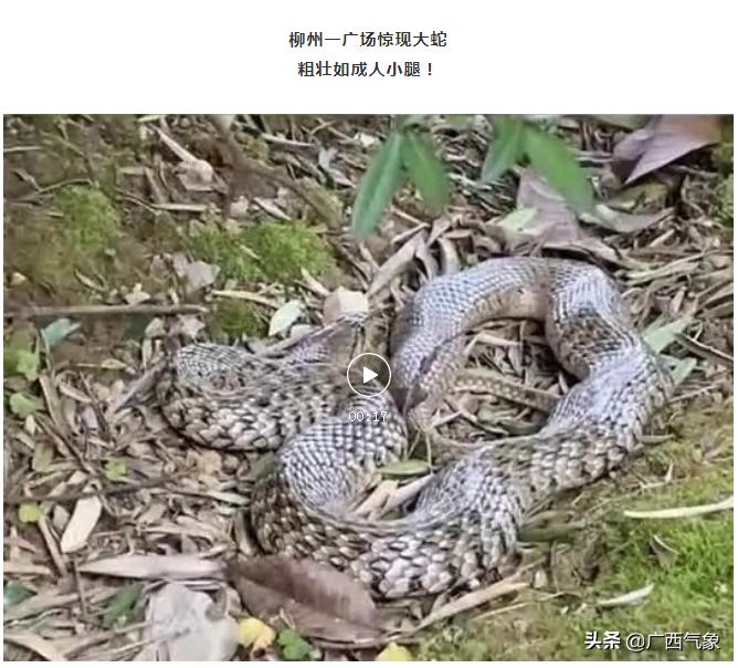 南风3到4级天气,天气预报显示南风是回南天吗