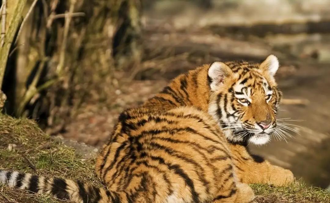 狮子老虎大熊猫,老虎为什么不吃大熊猫呢