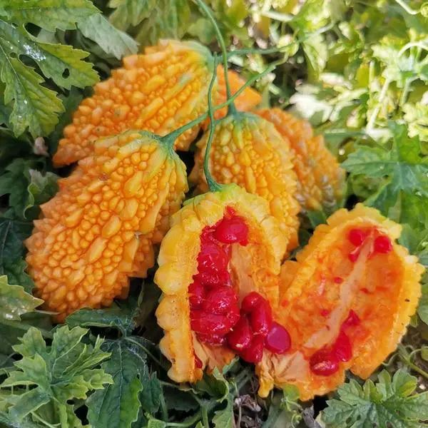 金铃子经典片段原声,金铃子儿时回忆