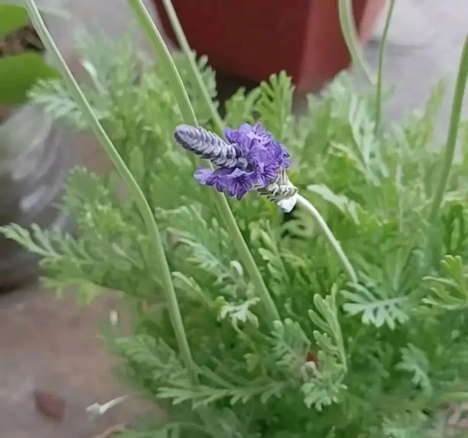 什么花好养又杀菌生根,什么花最香最好养又耐阴