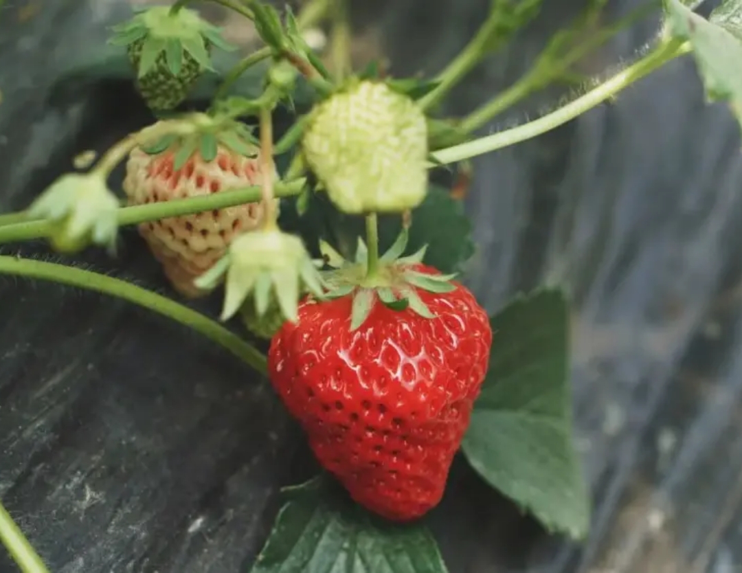 苏州的美食推荐必吃,带你吃遍苏州美食