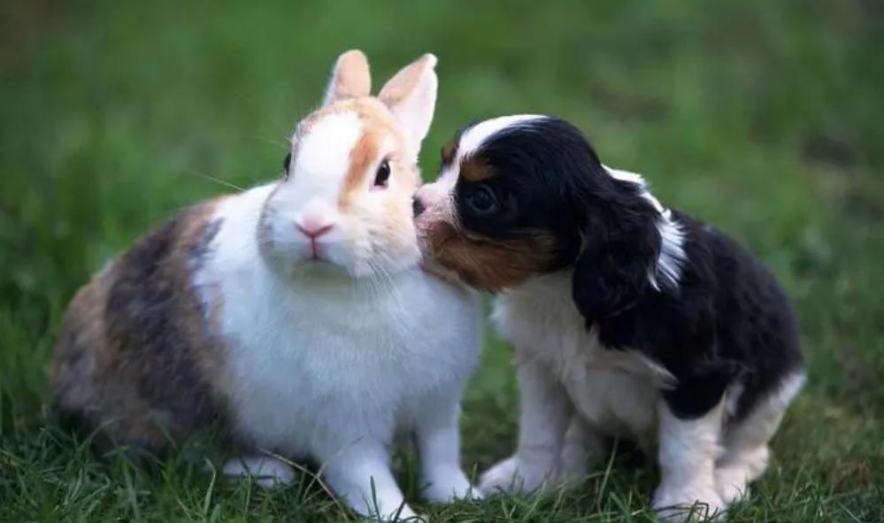 入侵动物生物防治,动物疾病的防治措施有哪些