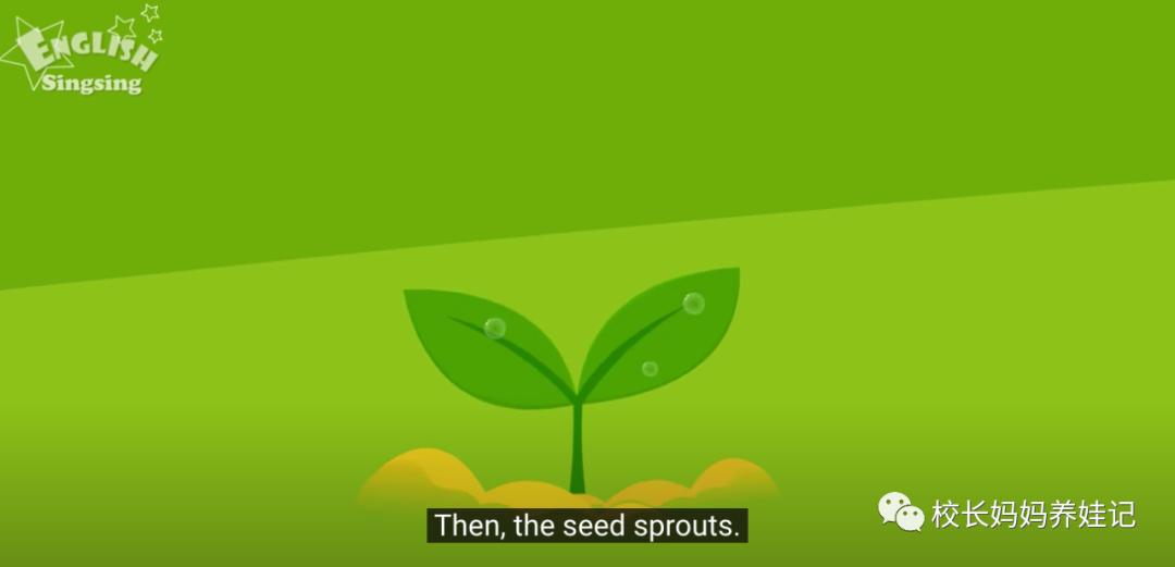关于春天种植的英文儿歌,英文种植儿歌