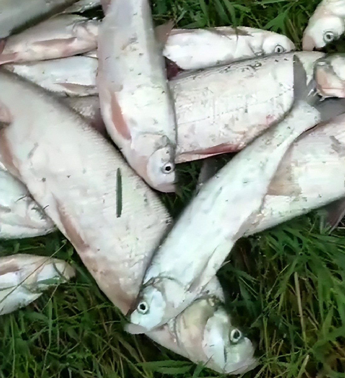 翘嘴来袭？嵊州一河道“翘嘴鱼泛滥”，有人半天钓了几十斤