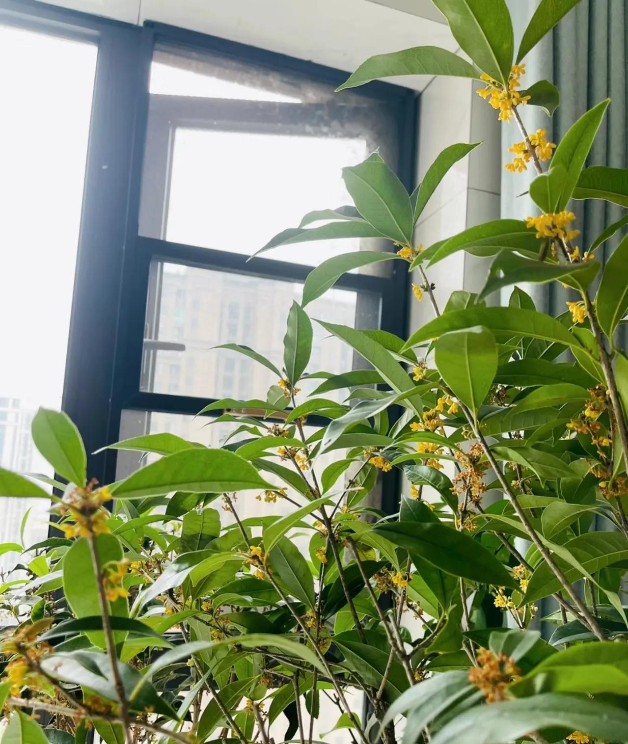 阳台种三角梅吉利吗,阳台上的三花