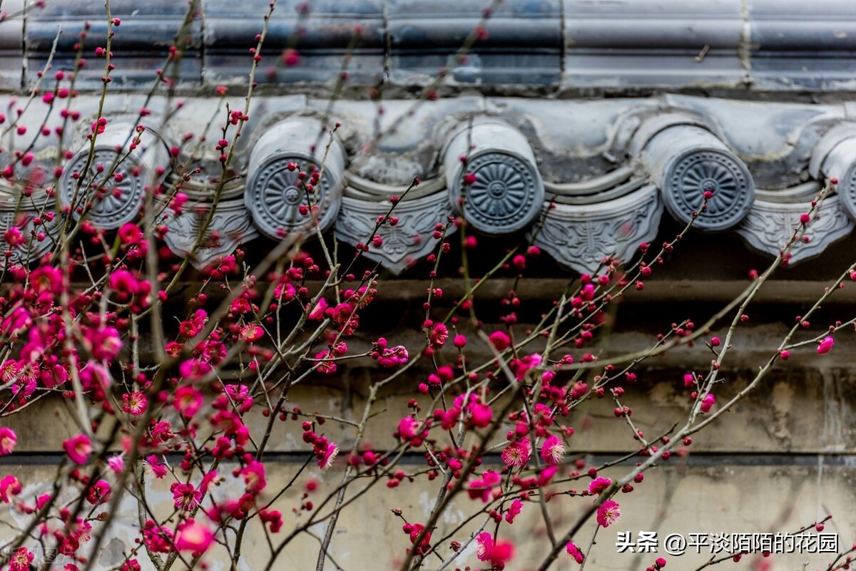 院子种什么花最好风水最旺,院子适合种什么树或花风水好