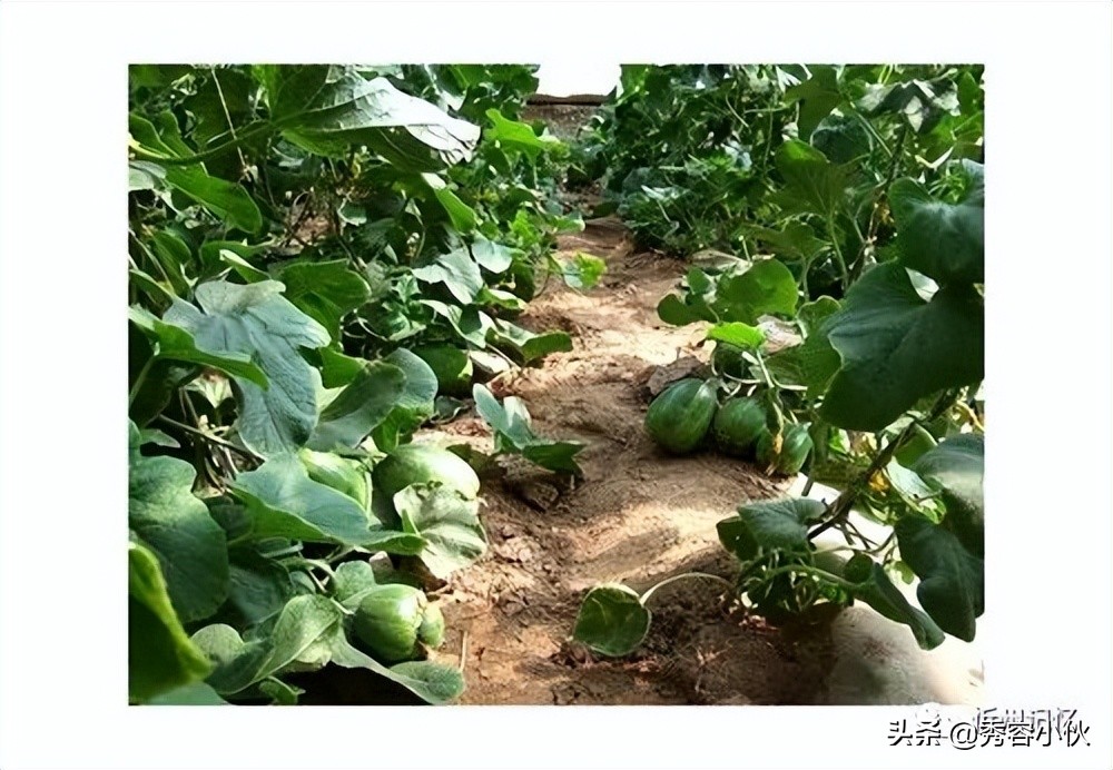 忻州香瓜成熟,忻州香瓜采摘