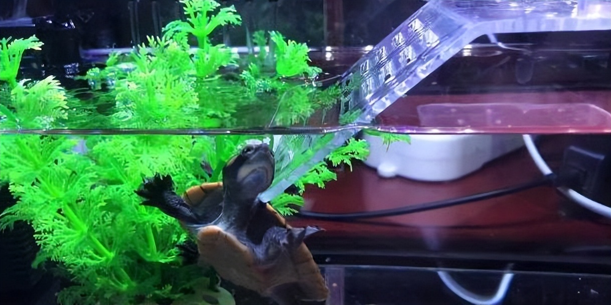 小龟怎么养活,大乌龟怎么养才能生小龟