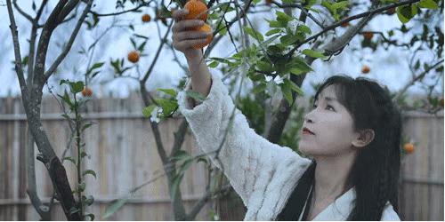 李子柒怎么会有那么大的院子,李子柒隐居山林度过惬意时光