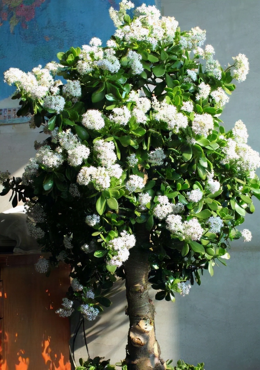 什么花最好养代表好运,家里养什么吉祥花最好