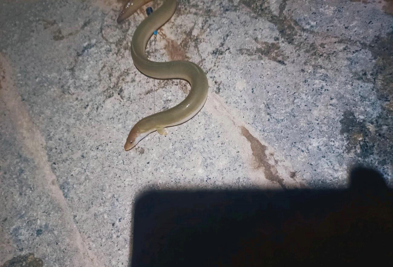 骞胯タ鐢峰瓙閽撲笂鎬奔,骞夸笢鐢峰瓙鍦ㄤ笢姹熼挀璧风綍瑙侀奔