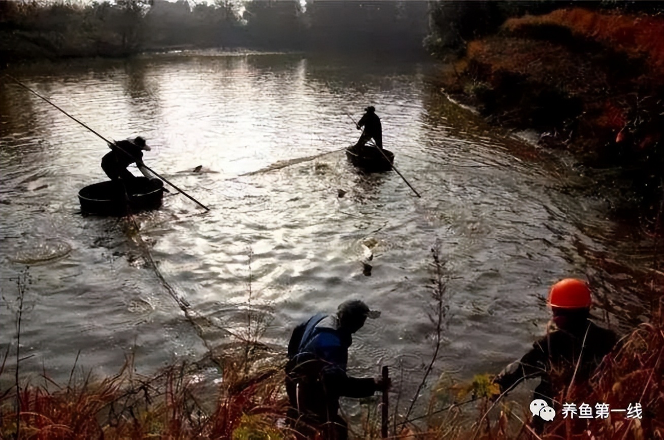 细菌性败血症鱼怎么治,淡水鱼败血症治疗