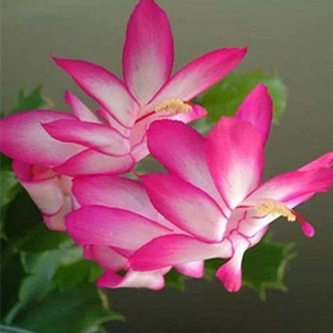 蟹爪兰春天不发新芽怎么回事,蟹爪兰花苞没开怎么就蔫了