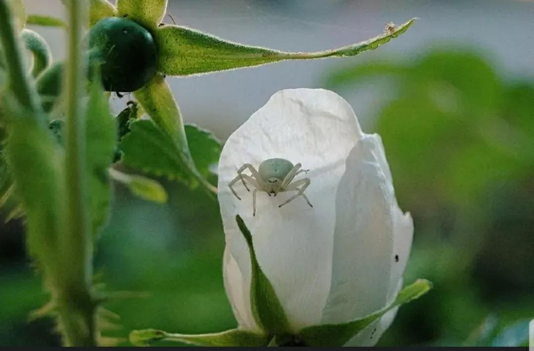 月季蔷薇玫瑰三者的区别图,蔷薇月季玫瑰的区别和联系