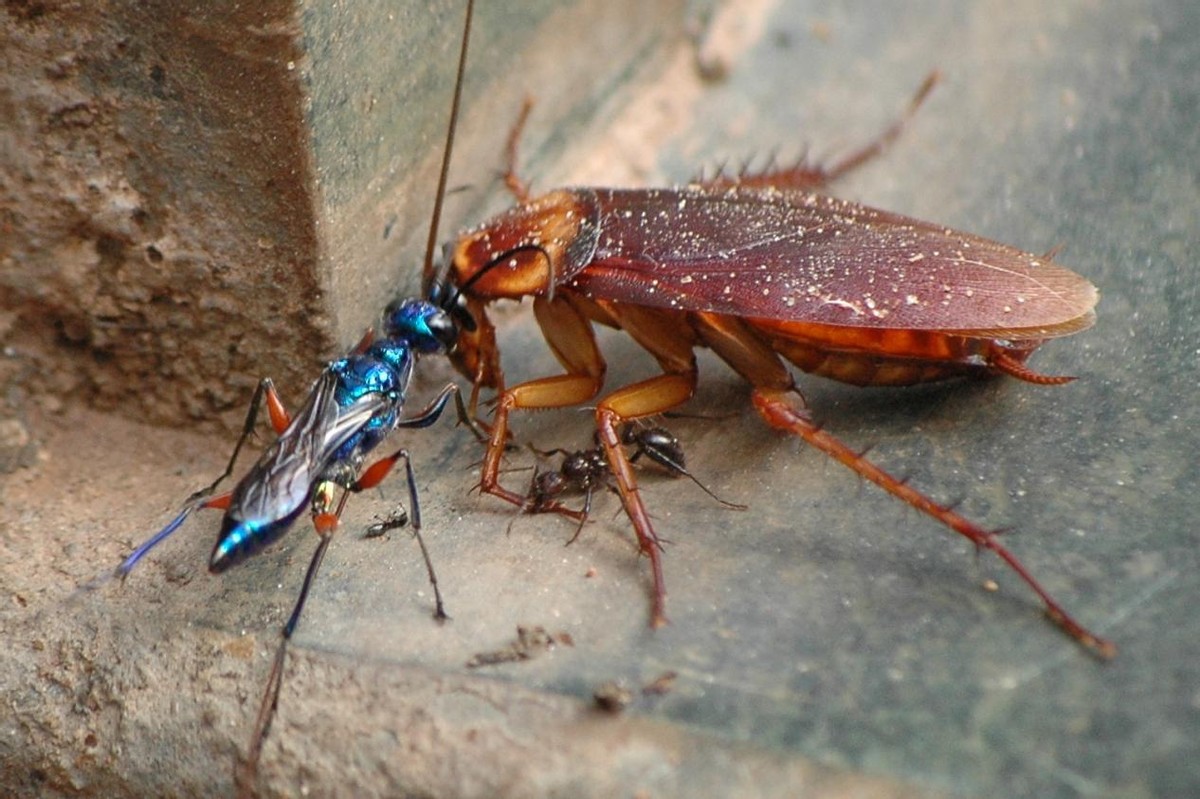 蟑螂的噩梦：自然界的“摄魂怪”，把蟑螂变成傀儡，让它主动赴死