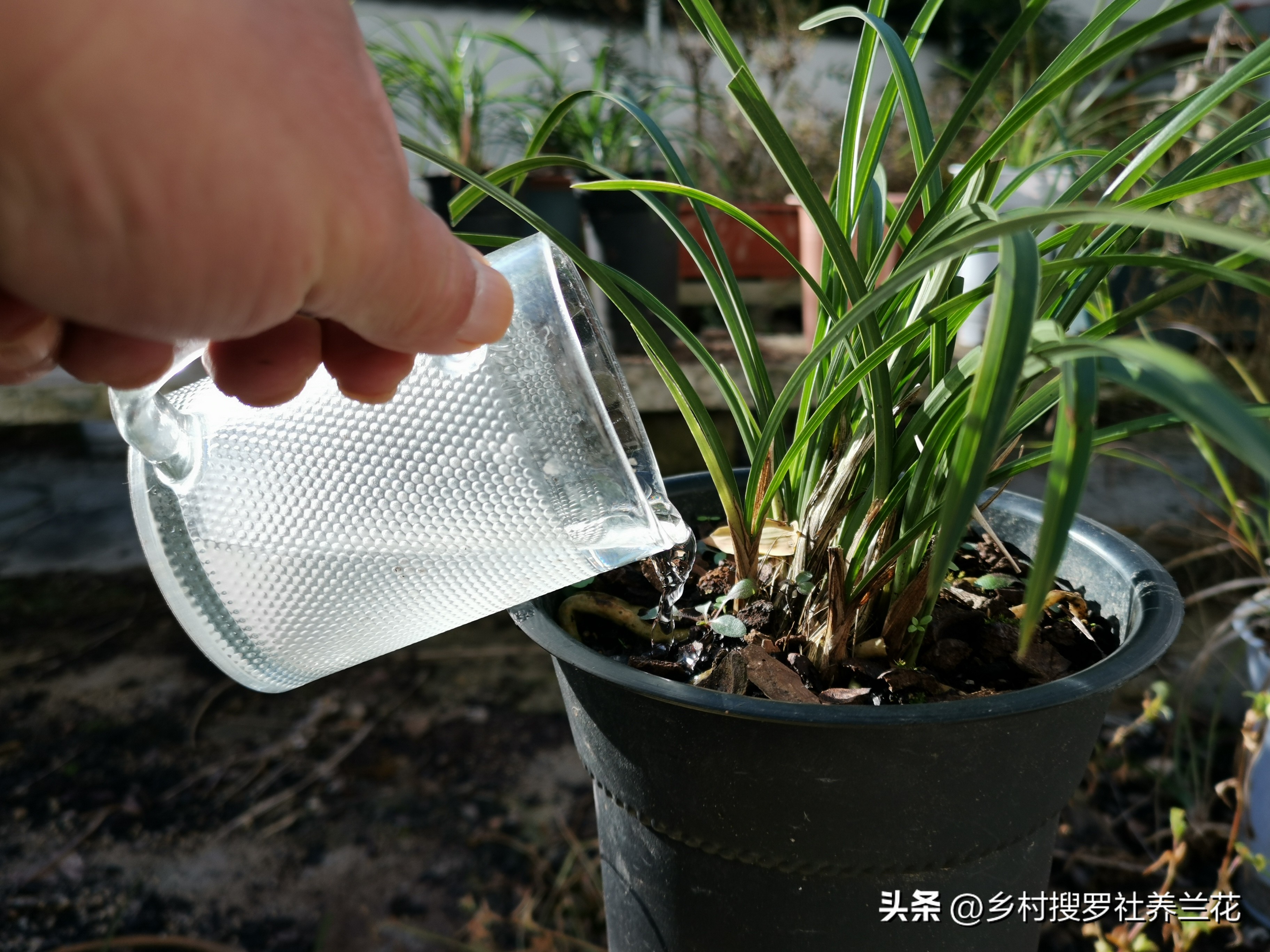 蕙兰开花浇什么水最好,养大花蕙兰什么时候控水