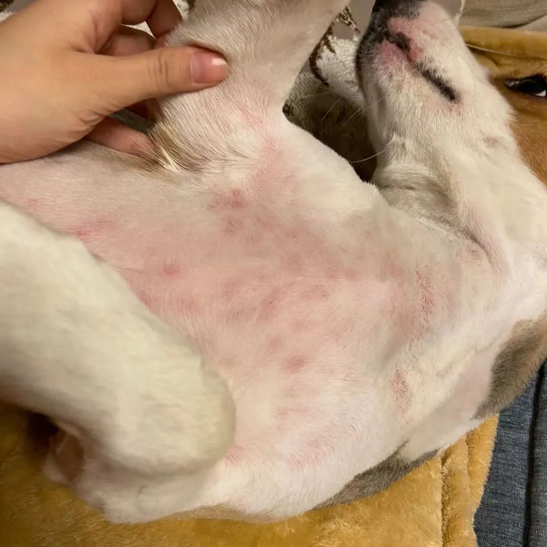 狗狗肚皮上起红点并痒怎么回事,狗狗身上发痒有红点是怎么了