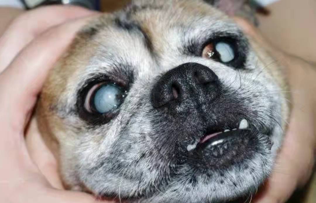 宠主三个月狗狗眼睛变白色？菲尔顿：再不治就要失明了