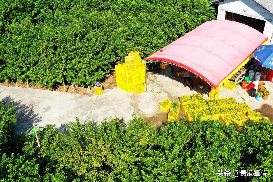 市供销合作社三农服务中心助增收,我为农民办实事