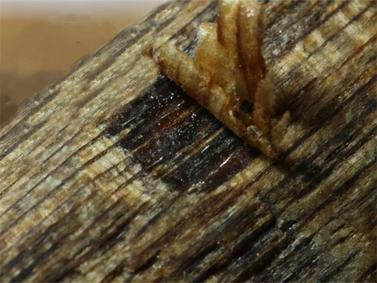 如何种植奇楠沉香不违法,种植奇楠沉香要去壳吗