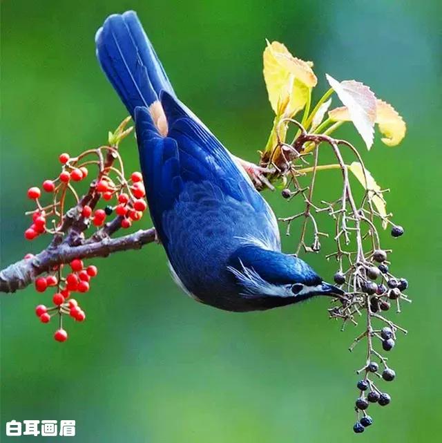 百鸟图全图高清大图,百鸟图大全