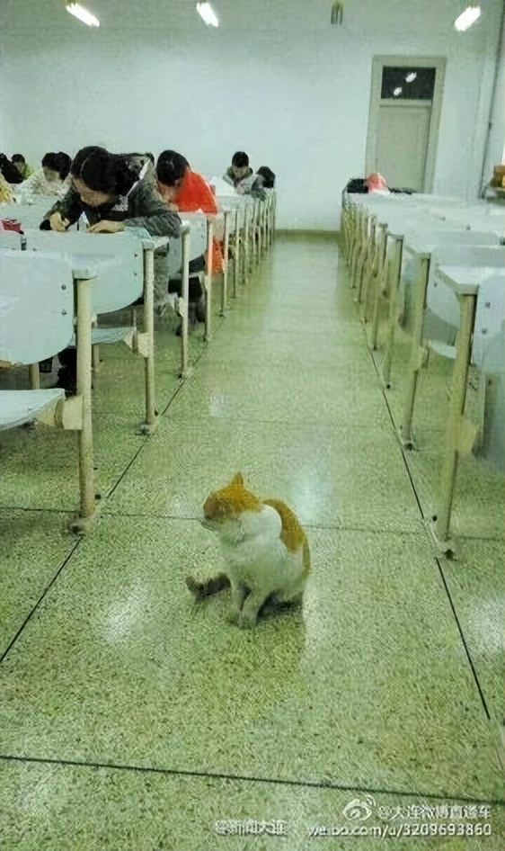 东北财经大学发讣告,东北财经大学为猫发讣告