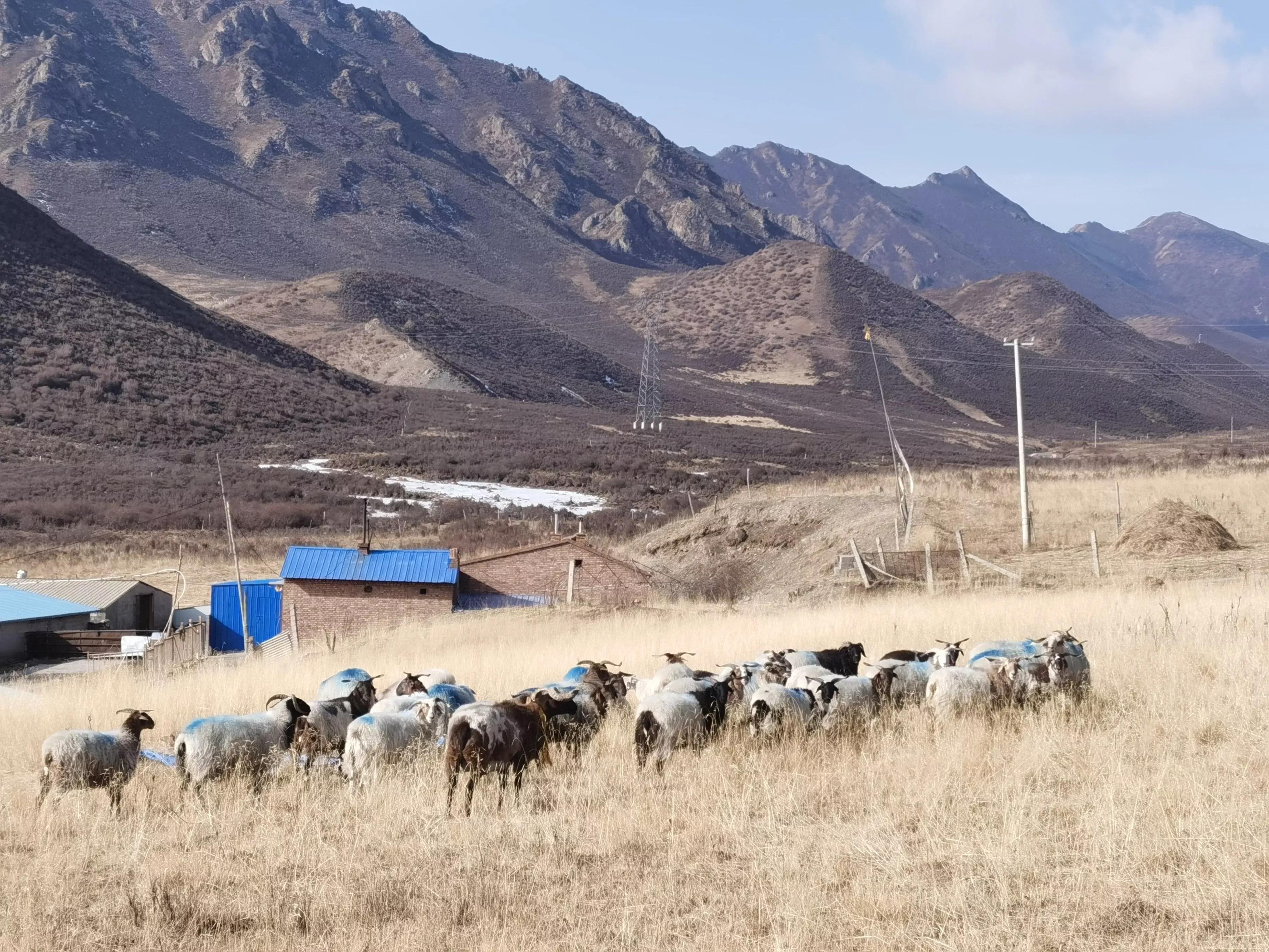 配羊养殖技术,配育肥羊饲料怎么配的