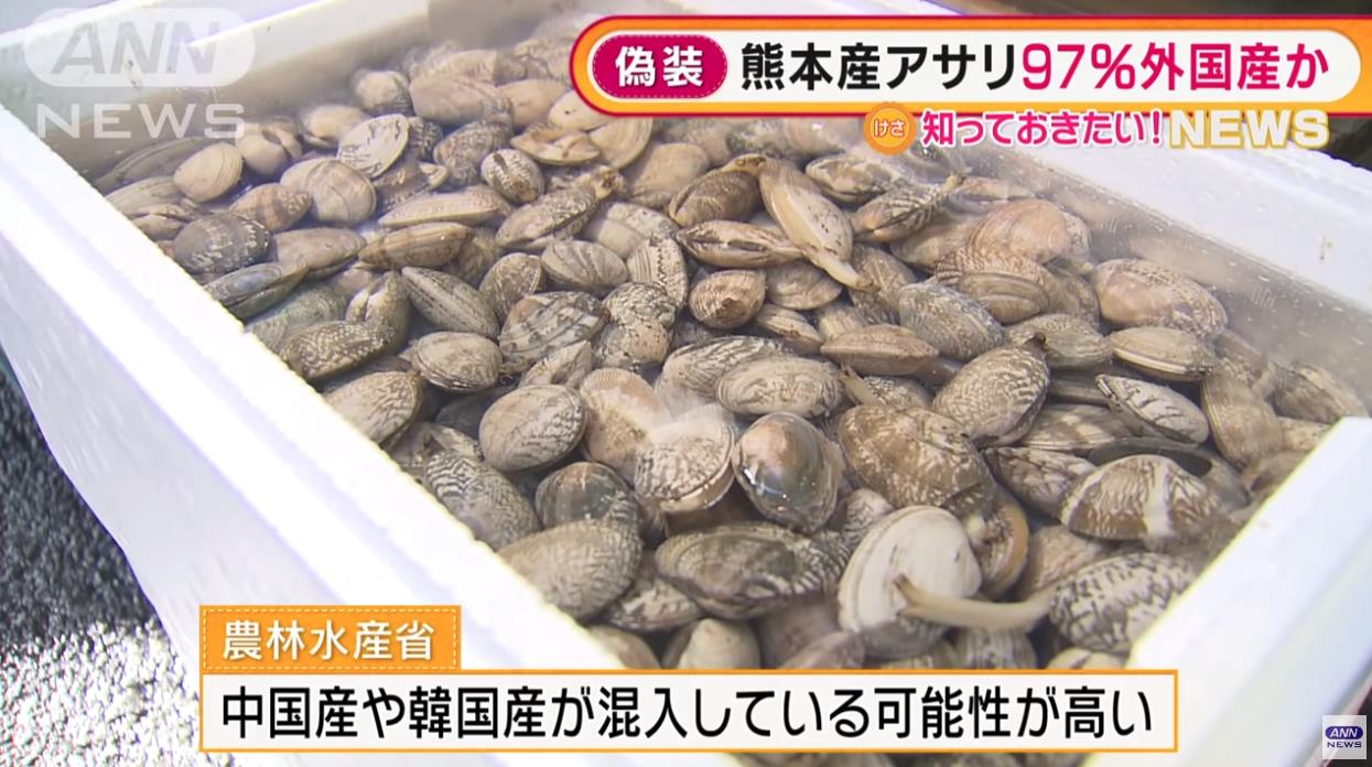 在日本捡蛤蜊,日本蛤蜊中国