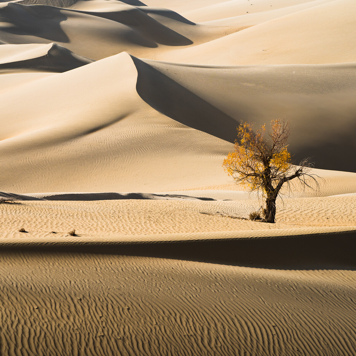 在沙漠里口渴去哪里喝水,去沙漠注意事项和禁忌