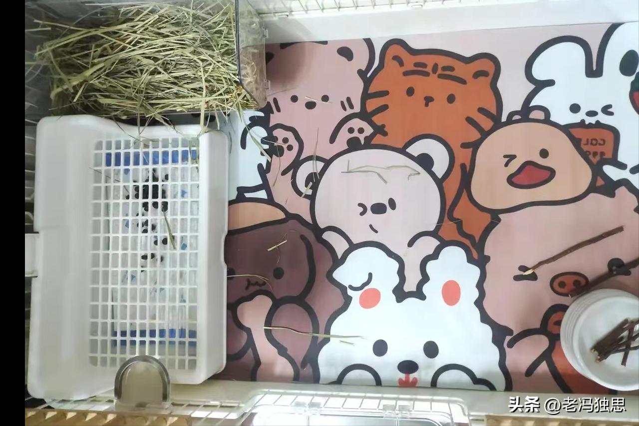 养兔秘籍侏儒兔,饲养侏儒兔日常