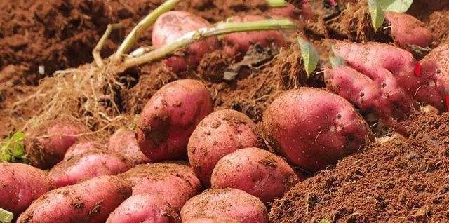 哪个地方的土豆最好吃,什么地方的土豆最出名最好吃