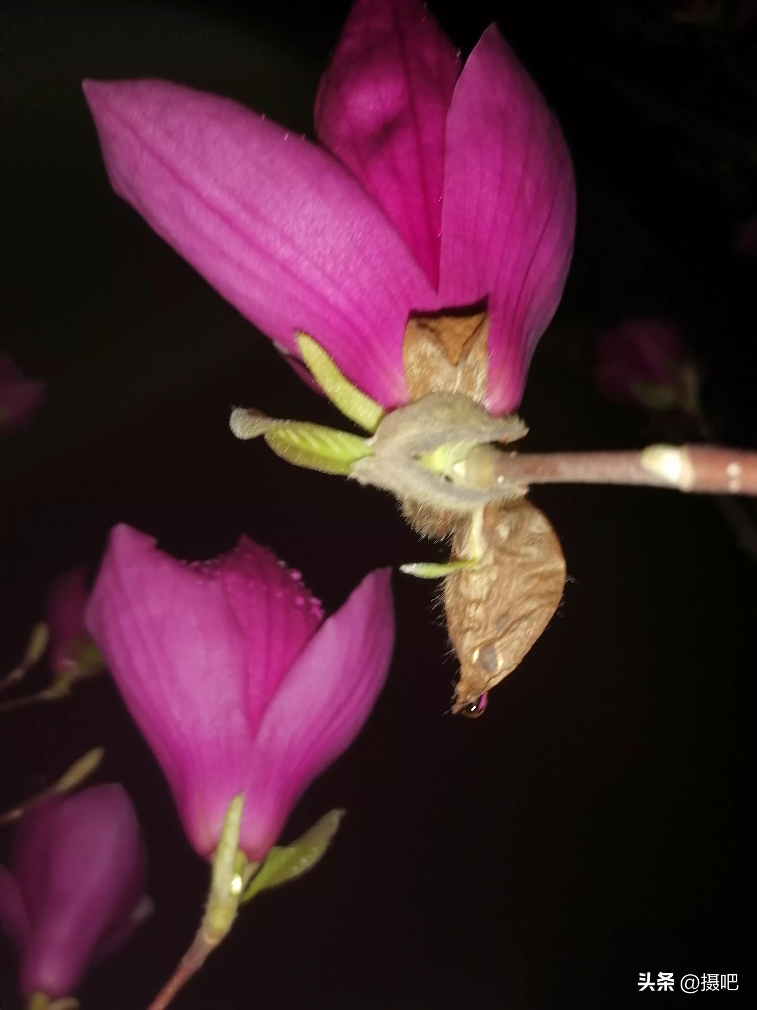 雨夜玫瑰背景图,玫红色唯美图片