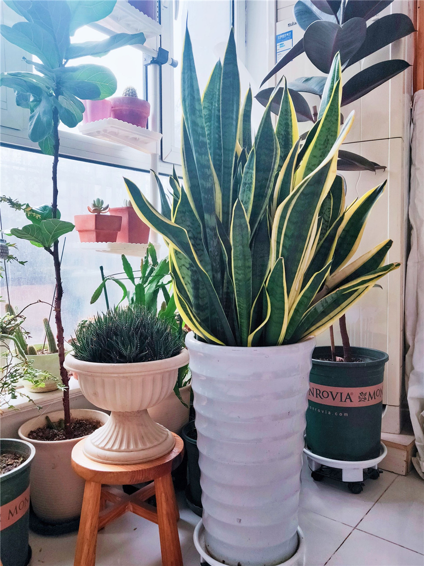 10种公认客厅最好养的花,适合客厅养的懒人花